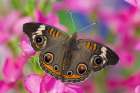 Buckeye Butterfly on pink flower Sammamish-Washington State Art Print